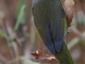 MacGillivray's Warbler