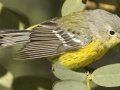 Magnolia Warbler