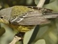 Magnolia Warbler