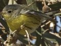 Magnolia Warbler