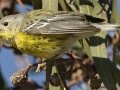Magnolia Warbler
