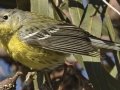 Magnolia Warbler
