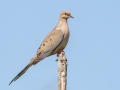Mourning Dove - JUNE 14 2022 - Bangor City Forest - Penobscot County - Maine