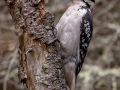 Hairy Woodpecker - JUNE 5 2022 - Porter Preserve - Lincoln County - Maine