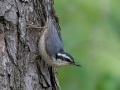 Red-breasted Nuthatch - JUNE 11 2022 - Acadia NP - Great Meadow - Hancock County - Maine