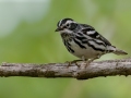 Black-and-white Warbler - JUNE 11 2022 - Acadia NP - Great Meadow - Hancock County - Maine