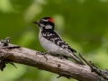 Downy Woodpecker - JUNE 11 2022 - Acadia NP - Great Meadow - Hancock County - Maine