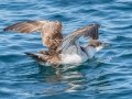 Great Shearwater - JUNE 7 2022 - Bar Harbor Whale - Pelagic Trip - Hancock County - Maine