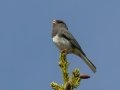 Dark-eyed Junco (Slate-colored) - JUNE 11 2022 - Acadia NP - Jesup Path - Hancock County - Maine