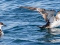 Great Shearwaters - JUNE 7 2022 - Bar Harbor Whale - Pelagic Trip - Hancock County - Maine