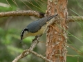 Red-breasted Nuthatch - JUNE 14 2022 - Bangor City Forest - Penobscot County - Maine