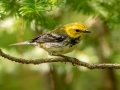 Black-throated Green Warbler  - JUNE 14 2022 - Bangor City Forest - Penobscot County - Maine