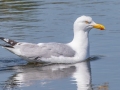 Herring Gull - MAY 30 2022 - Scarborough Marsh - Eastern Rd - Cumberland County - Maine
