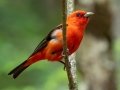 Scarlet Tanager- JUNE 11 2022 - Acadia NP - Jesup Path - Hancock County - Maine