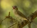 Red-eyed Vireo  - JUNE 14 2022 - Bangor City Forest - Penobscot County - Maine