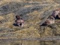 Common Eiders - JUNE 6 2022 - Eastern Egg Rock - Boothbay Harbor Pelagic Trip - Knox County - Maine