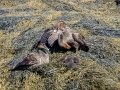 Common Eiders - JUNE 6 2022 - Eastern Egg Rock - Boothbay Harbor Pelagic Trip - Knox County - Maine