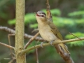 Red-eyed Vireo  - JUNE 14 2022 - Bangor City Forest - Penobscot County - Maine