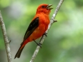 Scarlet Tanager- JUNE 11 2022 - Acadia NP - Jesup Path - Hancock County - Maine