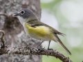 Blue-headed Vireo  - JUNE 14 2022 - Bangor City Forest - Penobscot County - Maine