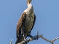 Double-crested Cormorant - MAY 30 2022 - Scarborough Marsh - Eastern Rd - Cumberland County - Maine