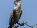 Double-crested Cormorant - MAY 30 2022 - Scarborough Marsh - Eastern Rd - Cumberland County - Maine
