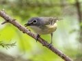 Blue-headed Vireo  - JUNE 14 2022 - Bangor City Forest - Penobscot County - Maine