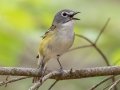 Blue-headed Vireo  - JUNE 14 2022 - Bangor City Forest - Penobscot County - Maine