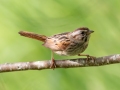 Swamp Sparrow - JUNE 11 2022 - Acadia NP - Jesup Path - Hancock County - Maine