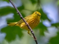 Yellow Warbler - MAY 30 2022 - Scarborough Marsh - Eastern Rd - Cumberland County - Maine