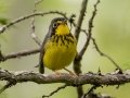 Canada Warbler  - JUNE 14 2022 - Bangor City Forest - Penobscot County - Maine