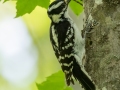 Downy Woodpecker - JUNE 11 2022 - Acadia NP - Jesup Path - Hancock County - Maine