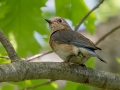Eastern Bluebird - MAY 30 2022 - Scarborough Marsh - Eastern Rd - Cumberland County - Maine