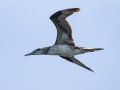 Northern Gannet- JUNE 7 2022 - Bar Harbor Whale - Pelagic Trip - Hancock County - Maine