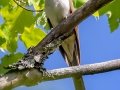 Black-billed Cuckoo  - JUNE 14 2022 - Bangor City Forest - Penobscot County - Maine