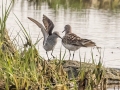 White-rumped Sandpipers - JUNE 17 2022 - Weskeag Marsh - Knox County - Maine