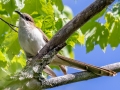 Black-billed Cuckoo  - JUNE 14 2022 - Bangor City Forest - Penobscot County - Maine