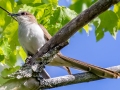 Black-billed Cuckoo  - JUNE 14 2022 - Bangor City Forest - Penobscot County - Maine