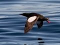 Black Guillemot - JUNE 6 2022 - Eastern Egg Rock - Boothbay Harbor Pelagic Trip - Knox County - Maine