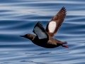 Black Guillemot - JUNE 6 2022 - Eastern Egg Rock - Boothbay Harbor Pelagic Trip - Knox County - Maine