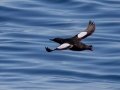 Black Guillemot - JUNE 6 2022 - Eastern Egg Rock - Boothbay Harbor Pelagic Trip - Knox County - Maine