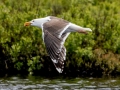 Great Black-backed Gull - JUNE 11 2022 - Acadia NP - Seawall Pond - Hancock County - Maine