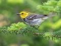Black-throated Green Warbler - JUNE 11 2022 - Acadia NP - Seawall Pond - Hancock County - Maine