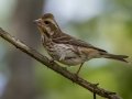 Purple Finch (female) - JUNE 11 2022 - Acadia NP - Seawall Pond - Hancock County - Maine