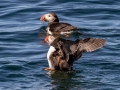 Atlantic Puffins - JUNE 6 2022 - Eastern Egg Rock - Boothbay Harbor Pelagic Trip - Knox County - Maine