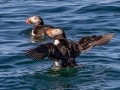 Atlantic Puffins - JUNE 6 2022 - Eastern Egg Rock - Boothbay Harbor Pelagic Trip - Knox County - Maine