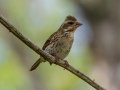 Purple Finch (female) - JUNE 11 2022 - Acadia NP - Seawall Pond - Hancock County - Maine