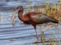 Glossy Ibis - MAY 30 2022 - Scarborough Marsh - Eastern Rd - Cumberland County - Maine