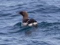 Common Murre - JUNE 7 2022 - Bar Harbor Whale - Pelatic Trip - Hancock County - Maine