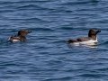 Razorbills - JUNE 6 2022 - Eastern Egg Rock - Boothbay Harbor Pelagic Trip - Knox County - Maine